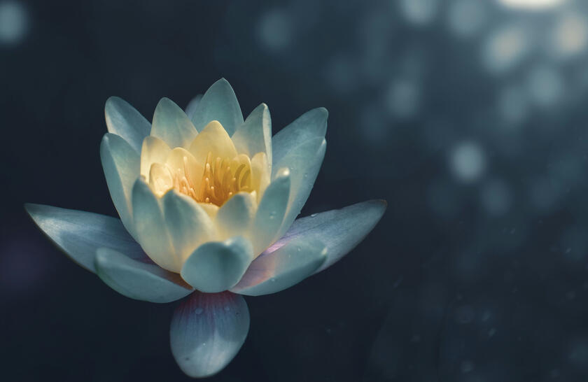 My healing pathway
